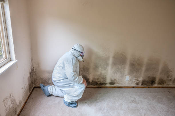 Best Residential Mold Remediation in Plover, WI